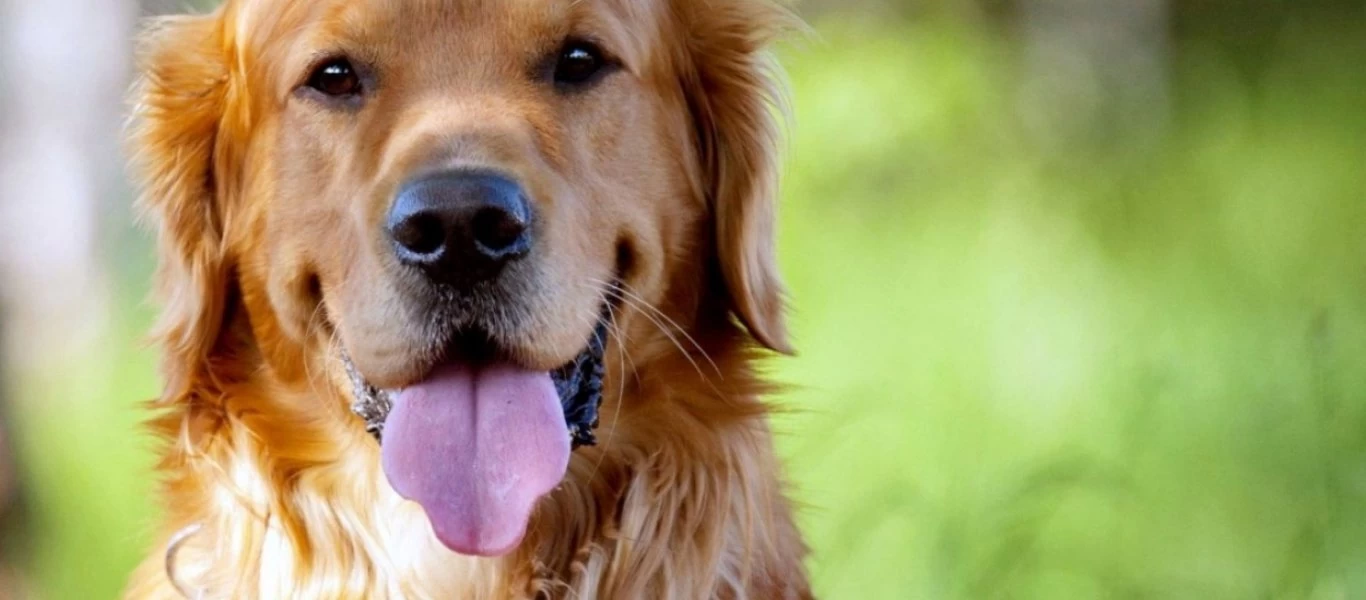 Έτσι θα καταλάβετε αν ο σκύλος σας είναι άρρωστος - Τα συμπτώματα που θα παρουσιάσει